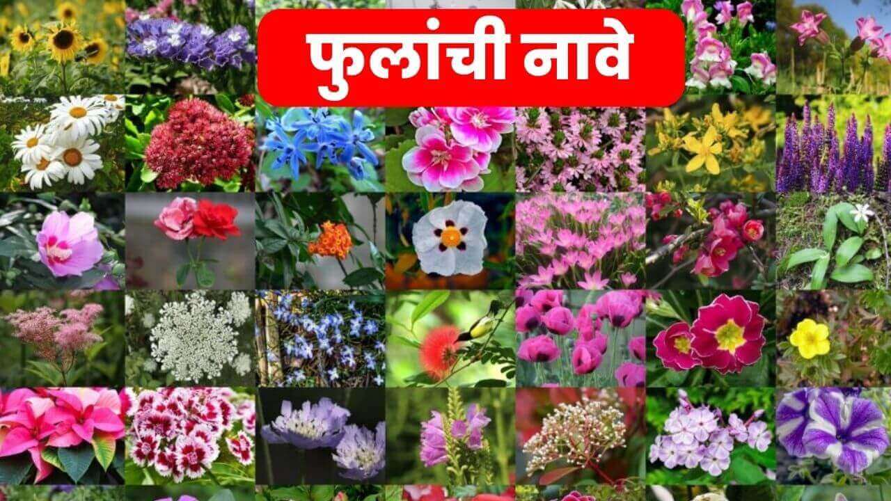 Flowers name in marathi
